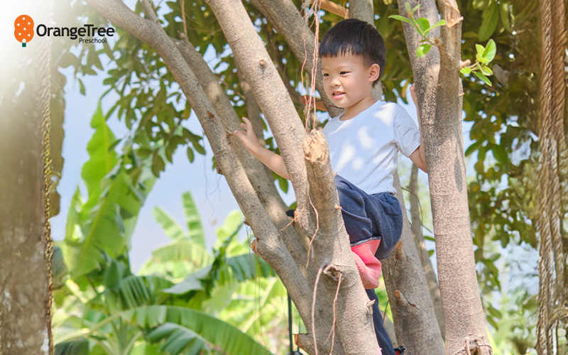 Preschooler climbing a tree outdoors.